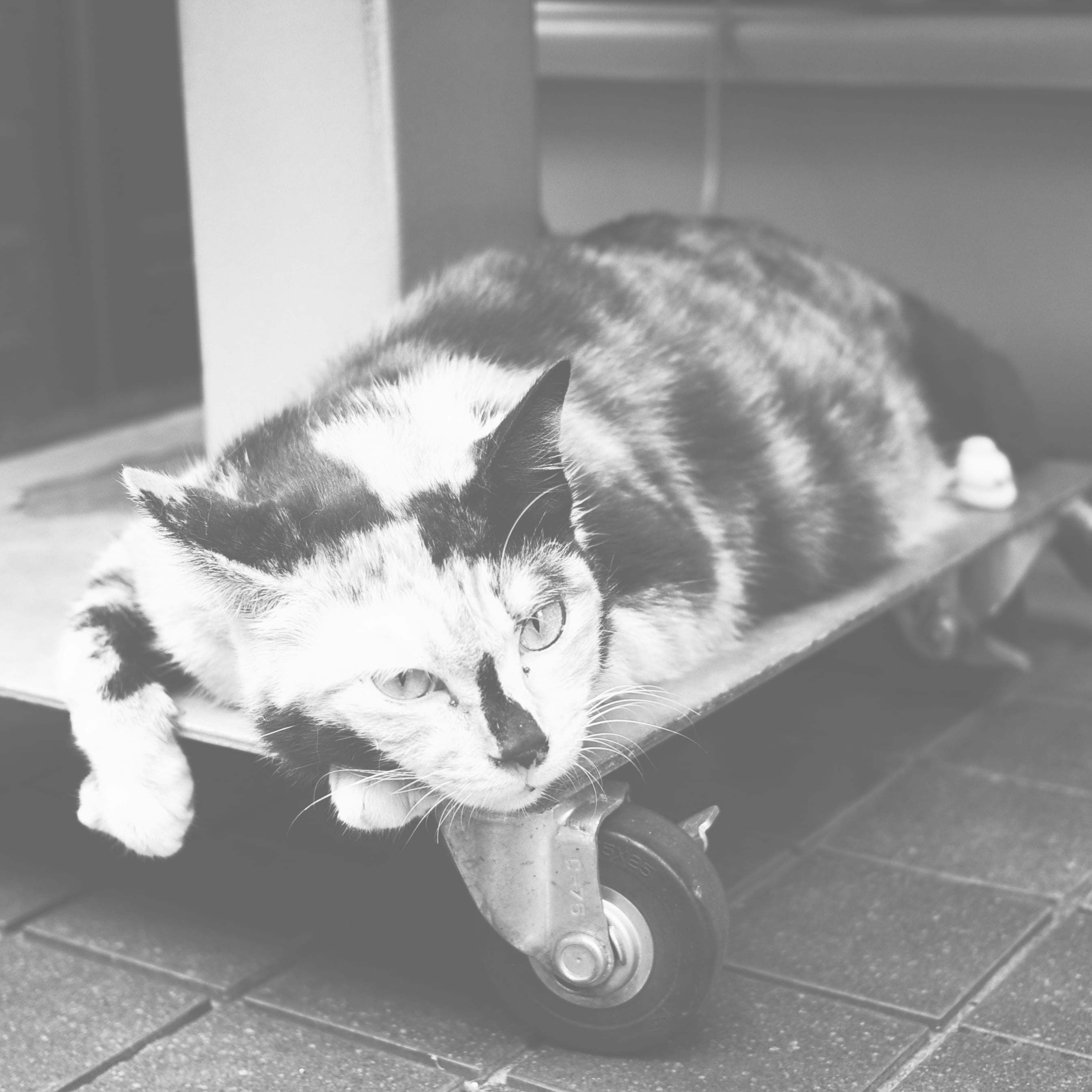 Cats