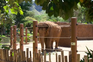 ホノルル動物園