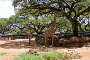 ホノルル動物園