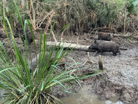 ブタ？ヌートリア？